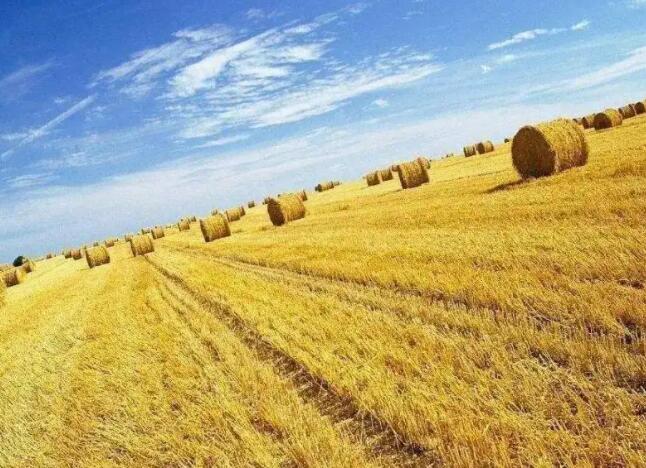 农业农村部全面实施秸秆综合利用行动(图1) 农业农村部全面实施秸秆综合利用行动