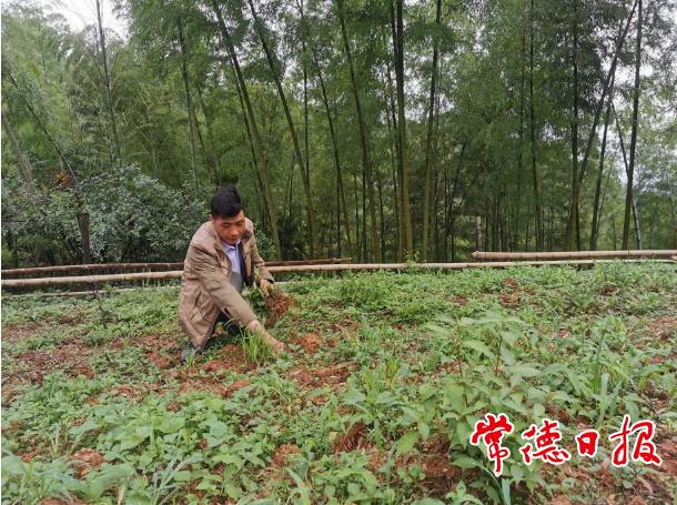 【乡村振兴沅澧行】养羊脱贫奔小康 ——桃源县杨溪桥镇金马村封昆刚脱贫记