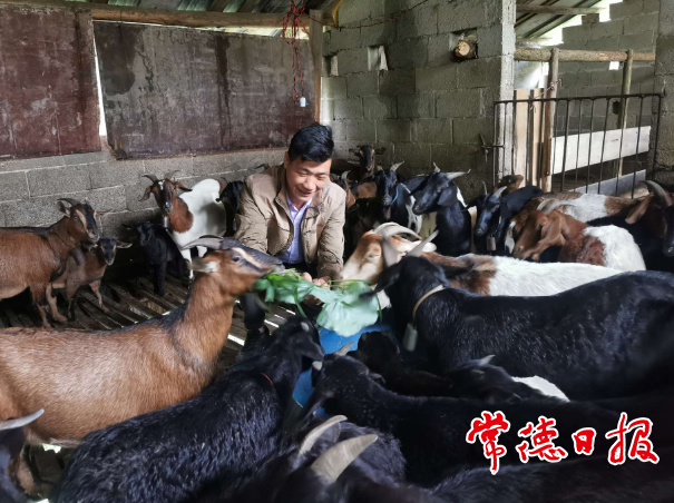 【乡村振兴沅澧行】养羊脱贫奔小康 ——桃源县杨溪桥镇金马村封昆刚脱贫记(图2) 【乡村振兴沅澧行】养羊脱贫奔小康 ——桃源县杨溪桥镇金马村封昆刚脱贫记(图2)