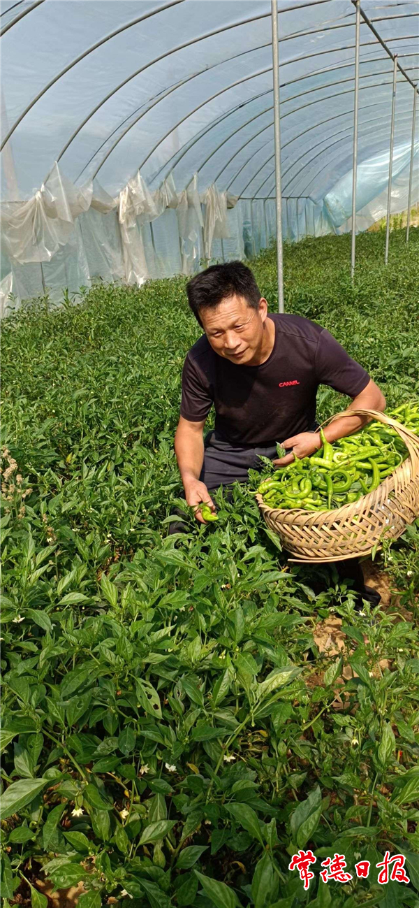 蔬菜大棚实现“脱贫梦”——津市新洲镇庹家峪村马和平脱贫记
