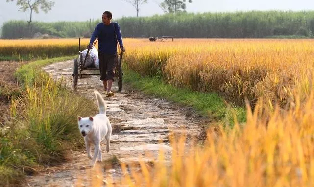 十个农业项目八个死，他们为什么会失败？