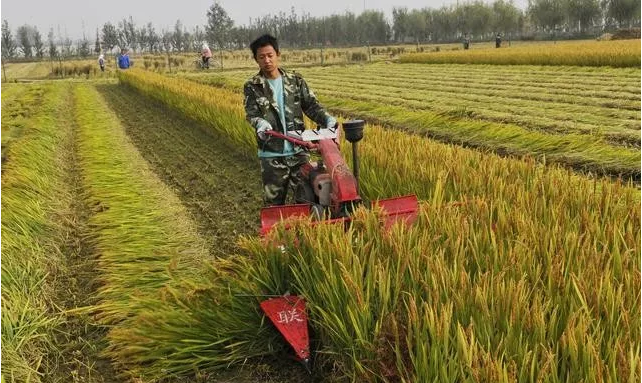 十个农业项目八个死，他们为什么会失败？