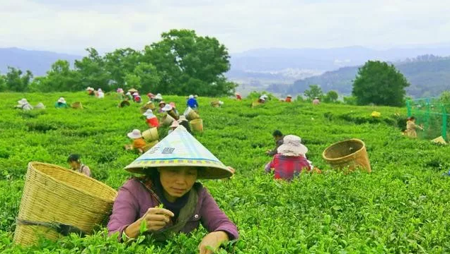 十个农业项目八个死，他们为什么会失败？