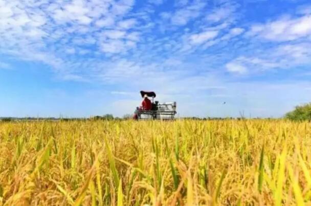 中央财政下达资金100亿元 再次向实际种粮农民发放一次性农资补贴