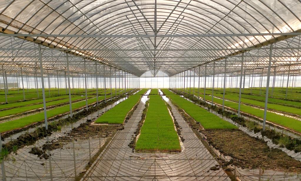 关注三夏丨湖南：早稻抽穗灌浆 洞庭湖畔夏管忙