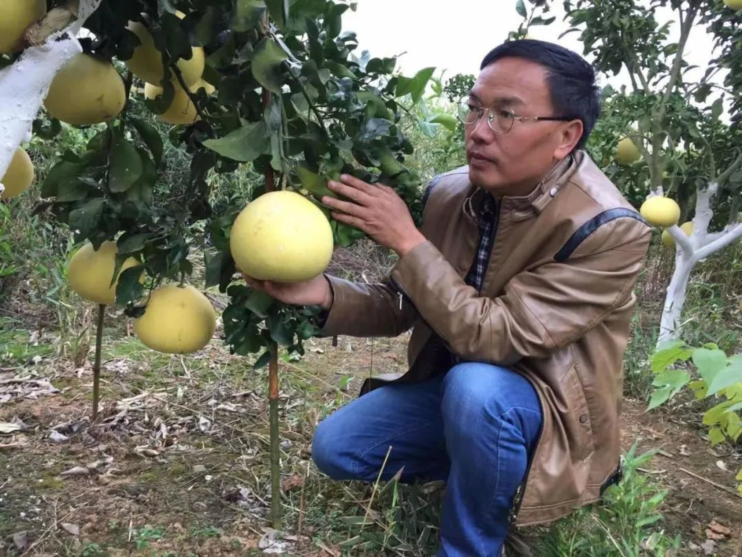 【沅澧新农人】肖良春：“水”润柳城 “蜜柚”见你