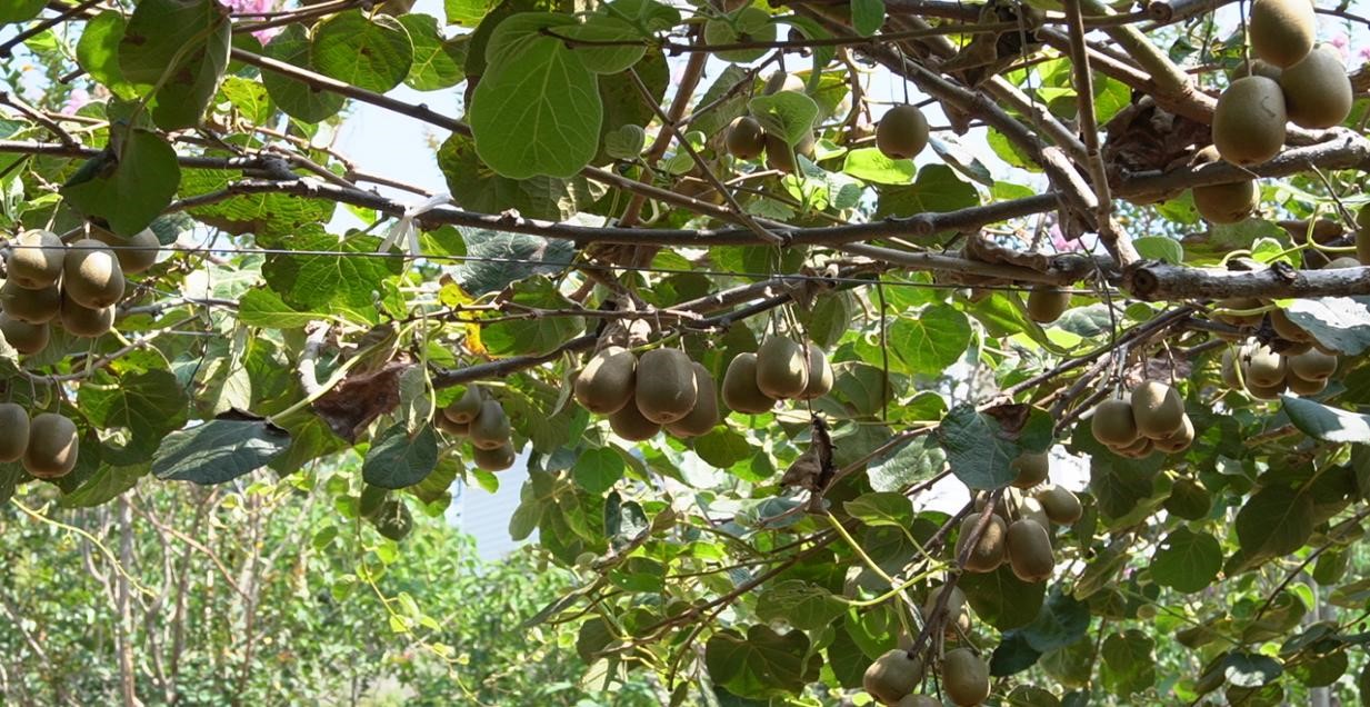 小小红心猕猴桃敲开乡村振兴“致富门”