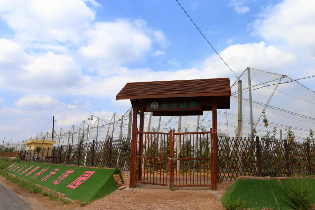 网络认养果树 特产轻松到家——手机助力“延安味道”飞出黄土高原(图3) 网络认养果树 特产轻松到家——手机助力“延安味道”飞出黄土高原(图3)