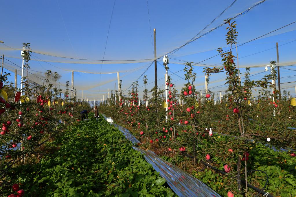 网络认养果树 特产轻松到家——手机助力“延安味道”飞出黄土高原(图2) 网络认养果树 特产轻松到家——手机助力“延安味道”飞出黄土高原(图2)