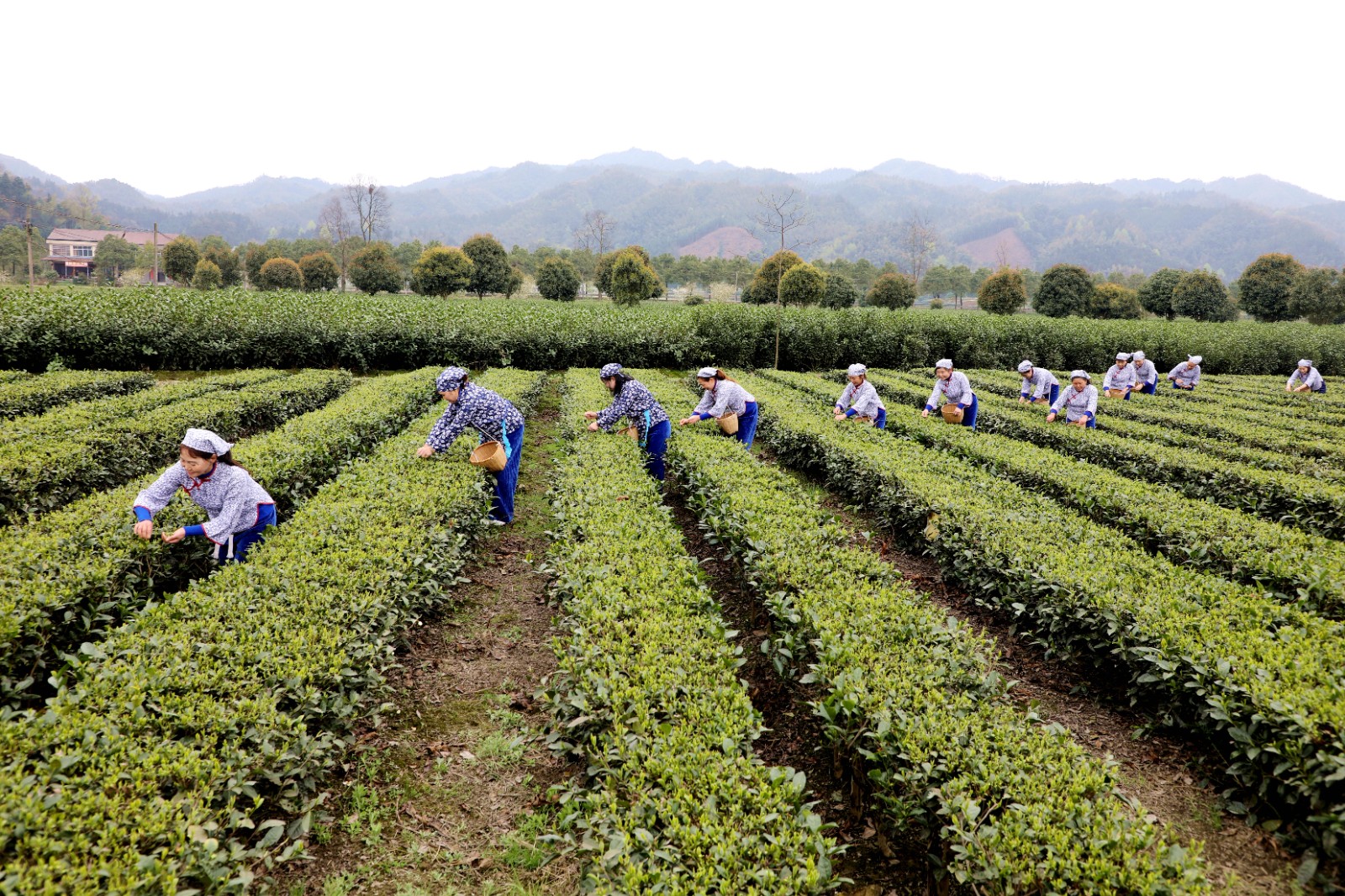 抢抓时机采摘“明前茶”供应市场(图5)