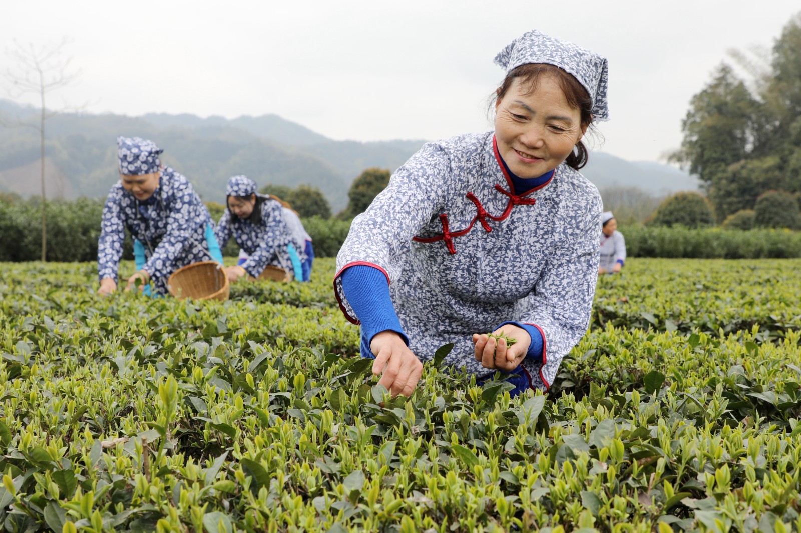 抢抓时机采摘“明前茶”供应市场(图4)