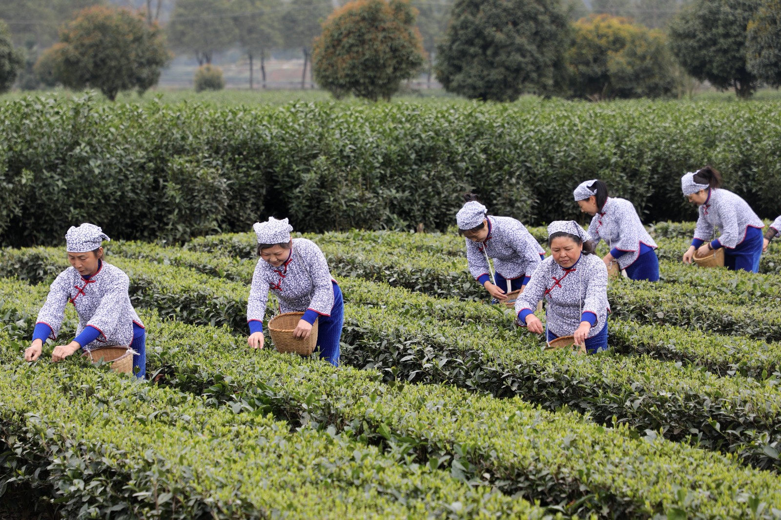 抢抓时机采摘“明前茶”供应市场(图3)