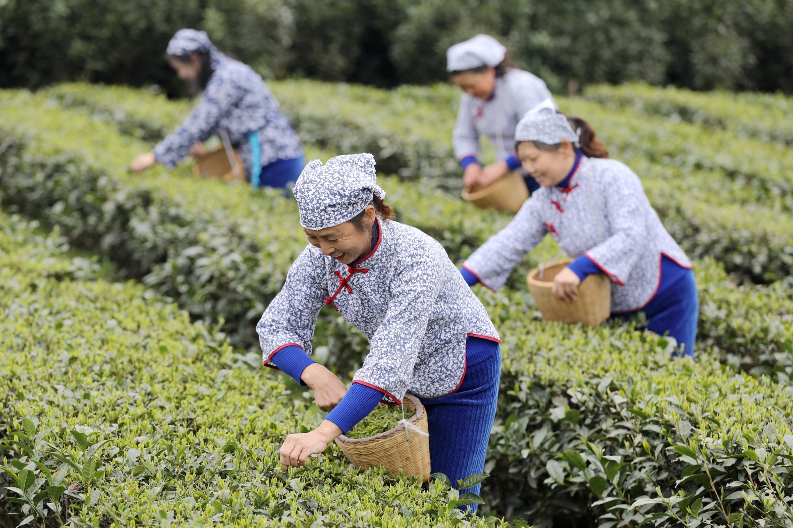 抢抓时机采摘“明前茶”供应市场(图7)