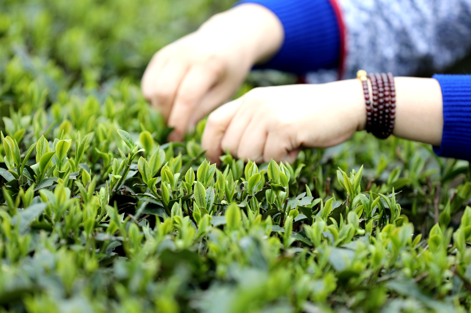 抢抓时机采摘“明前茶”供应市场(图8)