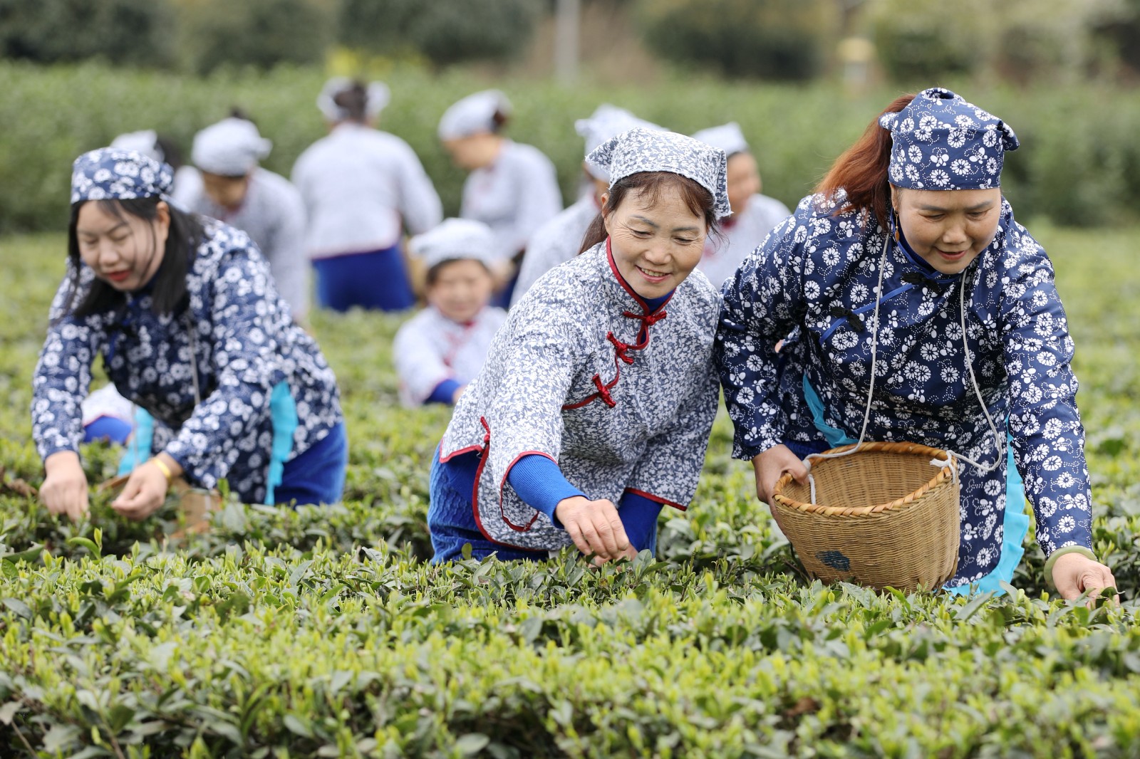 抢抓时机采摘“明前茶”供应市场(图2)