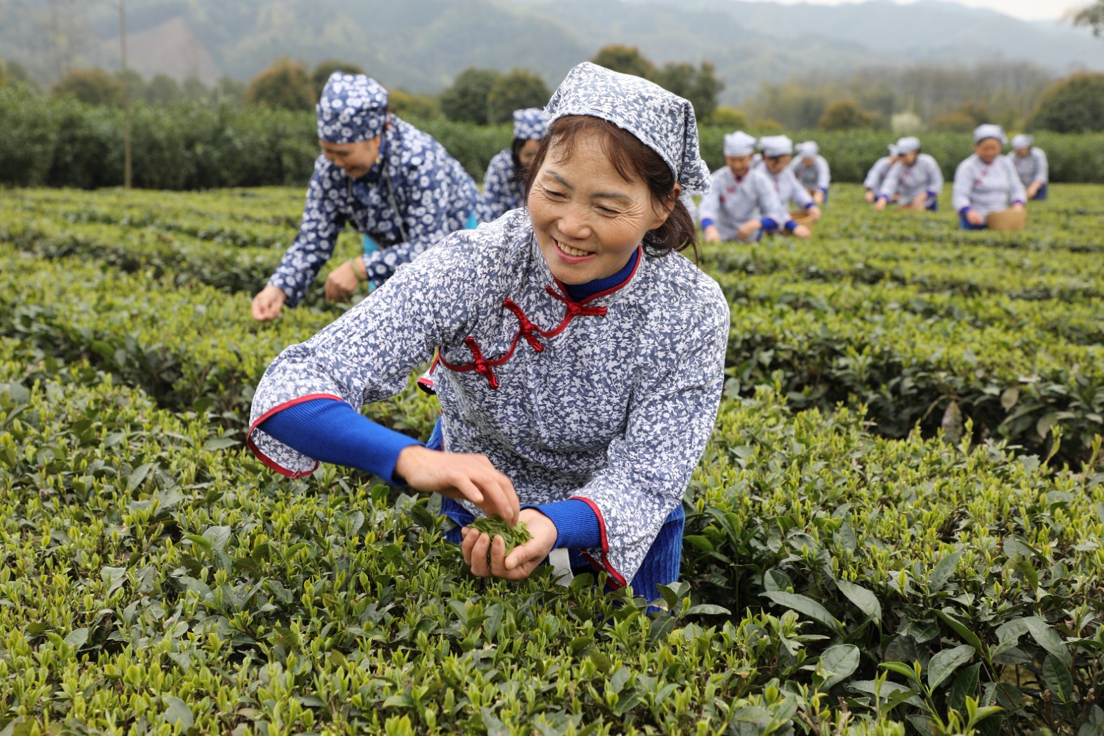 抢抓时机采摘“明前茶”供应市场(图9)