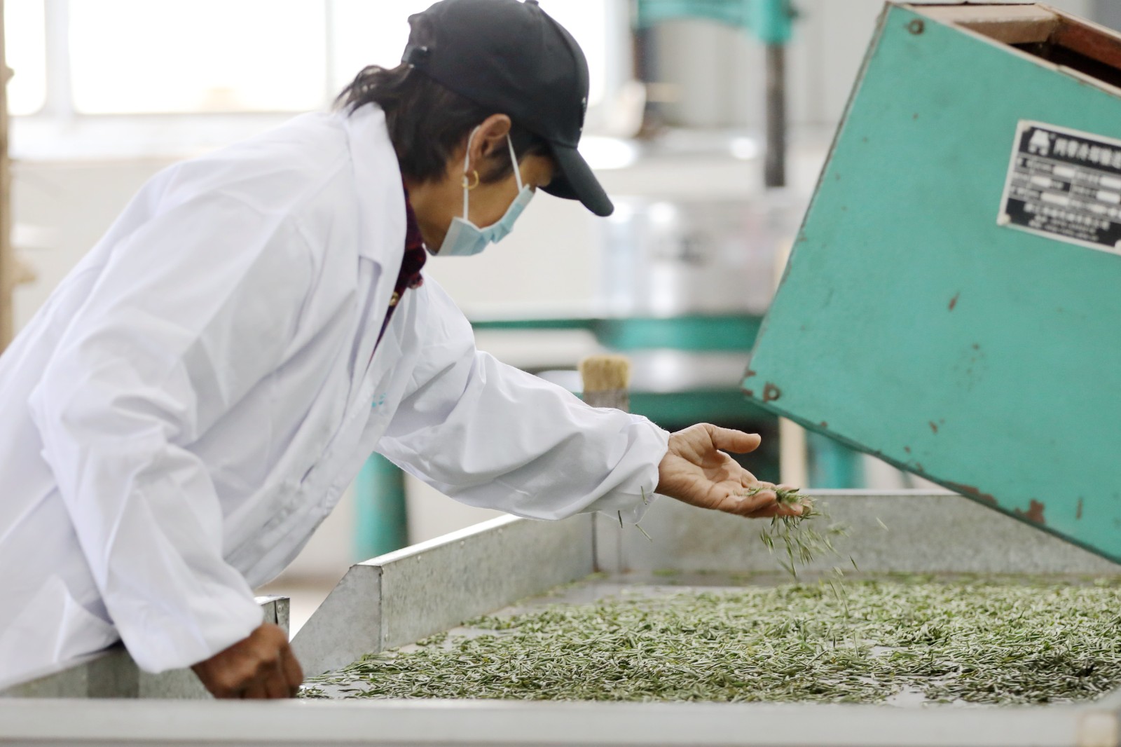 湖南常德：应对“明前茶”市场需求高峰(图2)