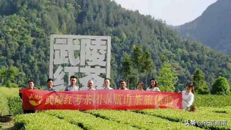 “武陵红考茶团”走进壶瓶山有机茶园