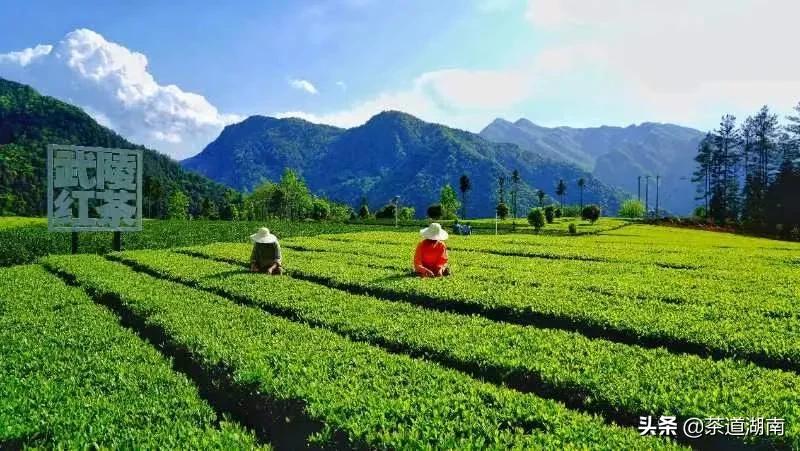 “武陵红考茶团”走进壶瓶山有机茶园