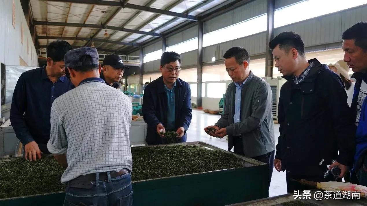 “武陵红考茶团”走进壶瓶山有机茶园