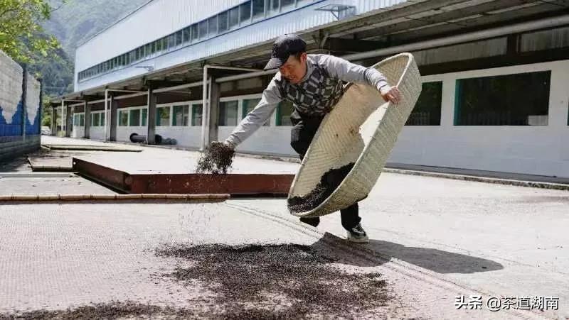 “武陵红考茶团”走进壶瓶山有机茶园