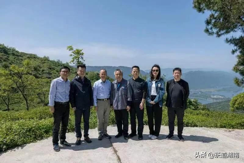 “武陵红考茶团”走进壶瓶山有机茶园