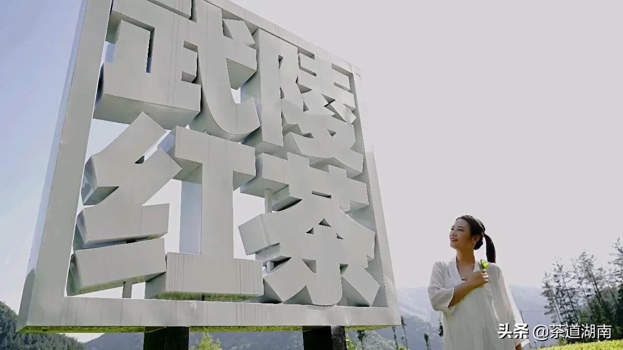 “武陵红考茶团”走进壶瓶山有机茶园