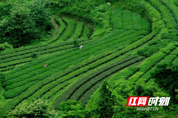 图片4.png 图片4.png