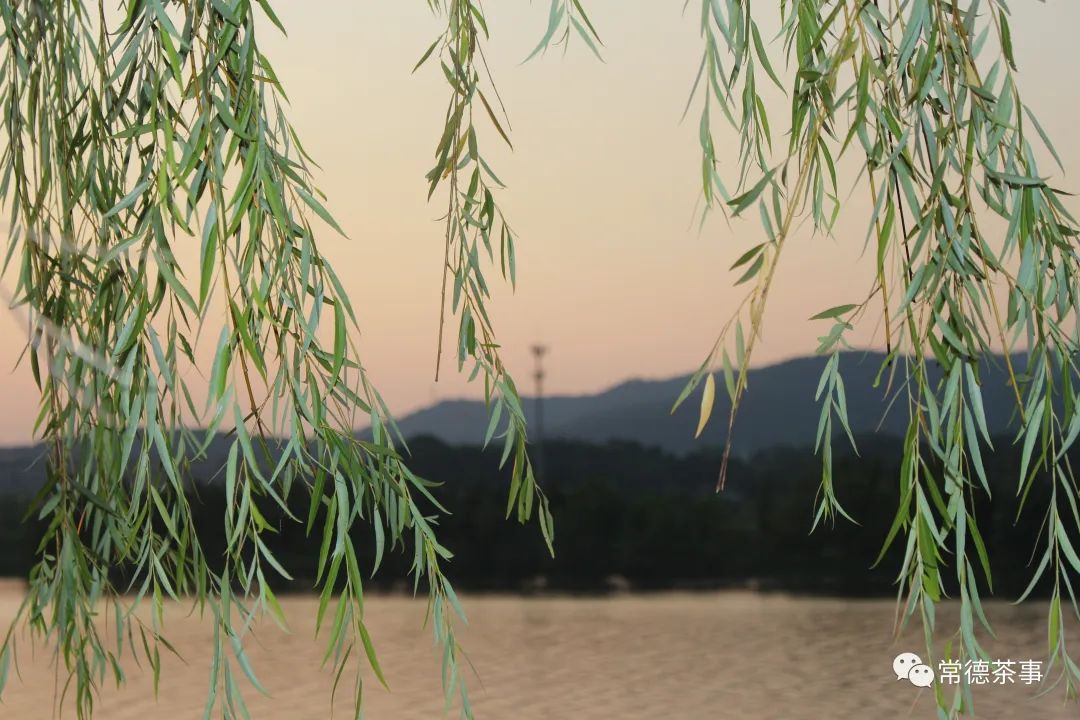 【原创】赵掌柜的茶 从湖畔茶会说起......
