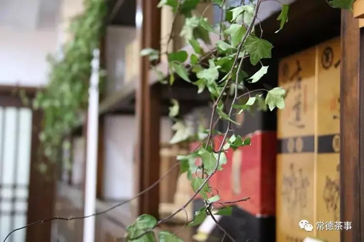 在“赛青茗茶”品味慢生活(图4) 在“赛青茗茶”品味慢生活(图4)
