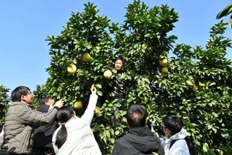 湖南临澧：果满枝头，幸福金柚喜丰收