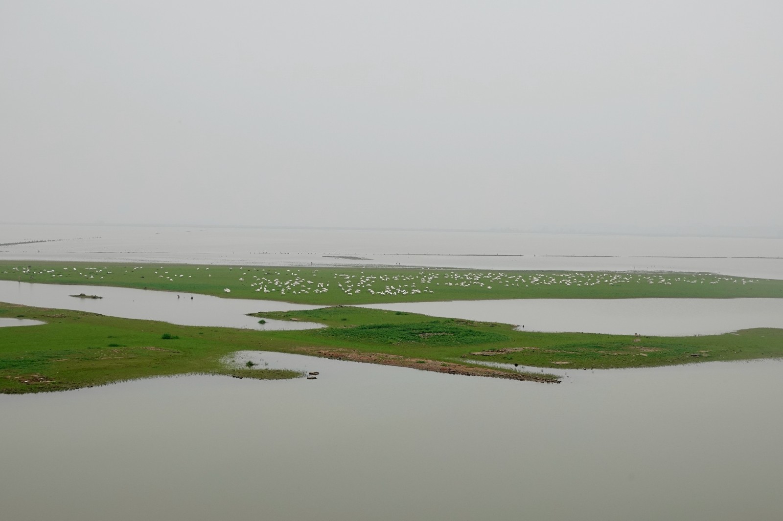 洞庭湖现“湿地草原” 数千只天鹅表演“踏青赏春”(图7)