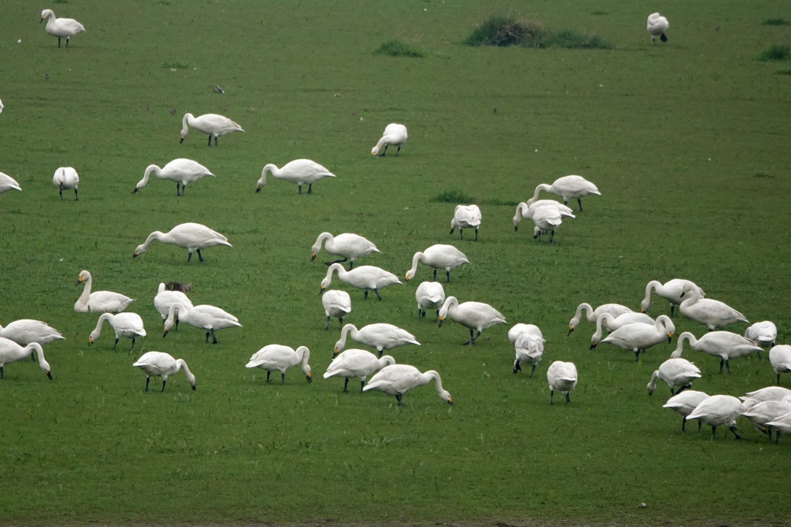 洞庭湖现“湿地草原” 数千只天鹅表演“踏青赏春”(图8)
