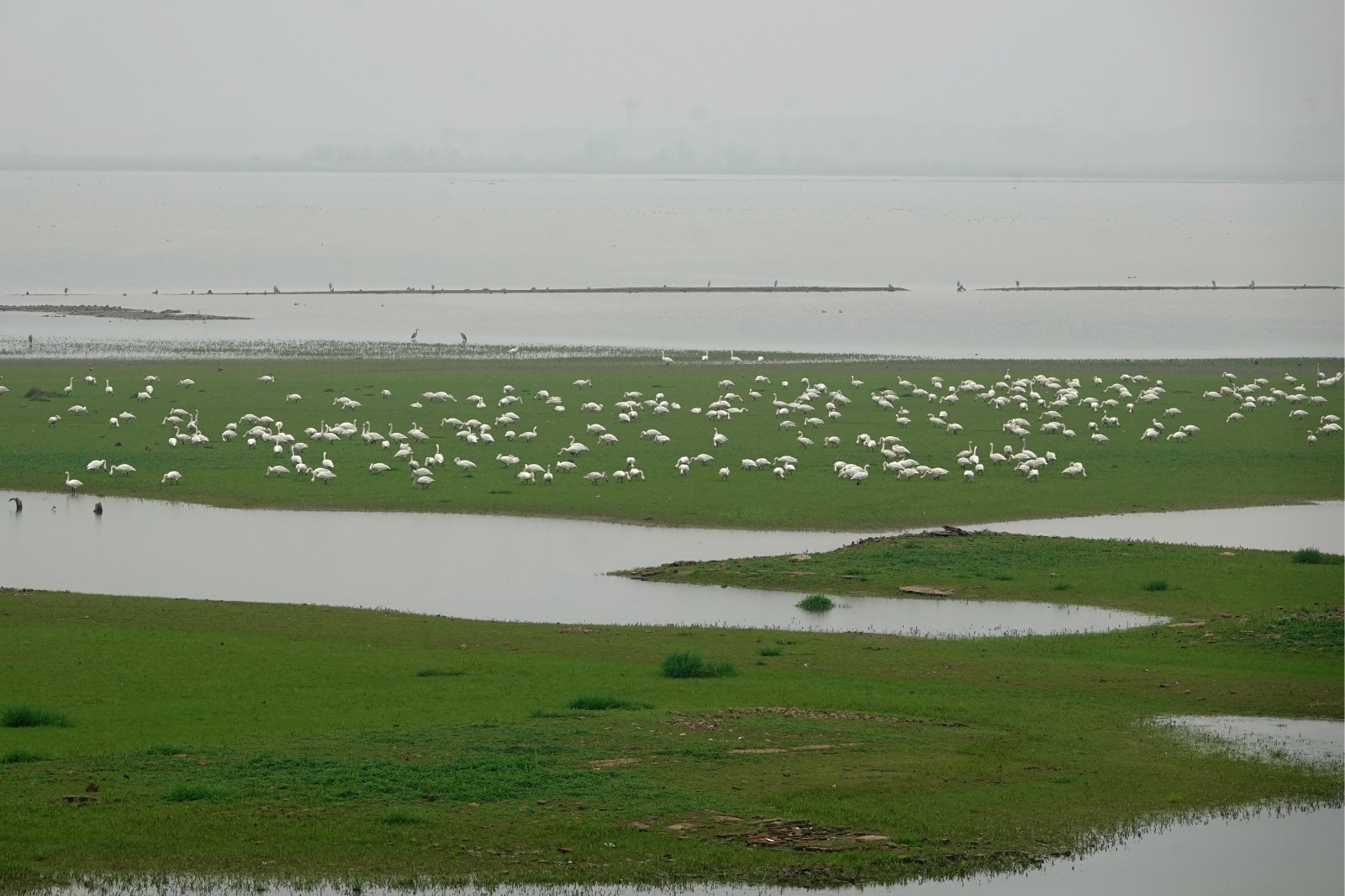 洞庭湖现“湿地草原” 数千只天鹅表演“踏青赏春”(图4)