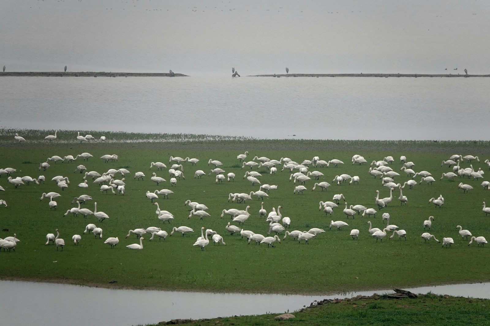 洞庭湖现“湿地草原” 数千只天鹅表演“踏青赏春”