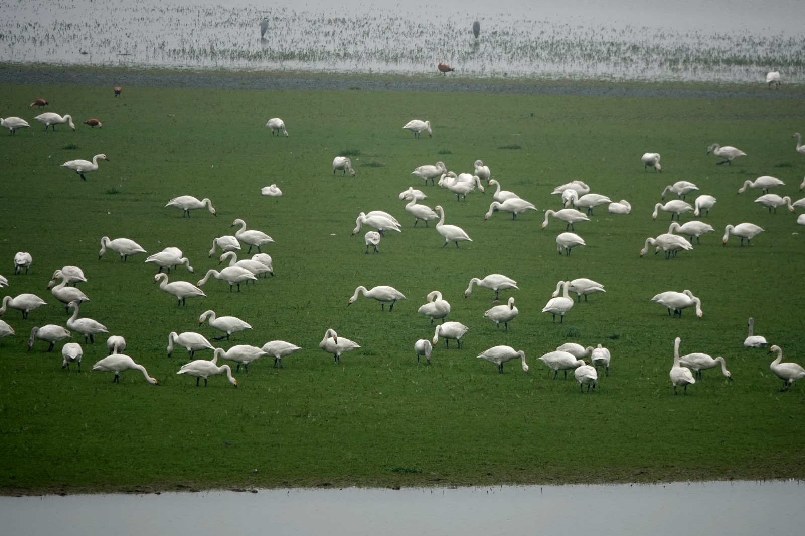 洞庭湖现“湿地草原” 数千只天鹅表演“踏青赏春”(图3)