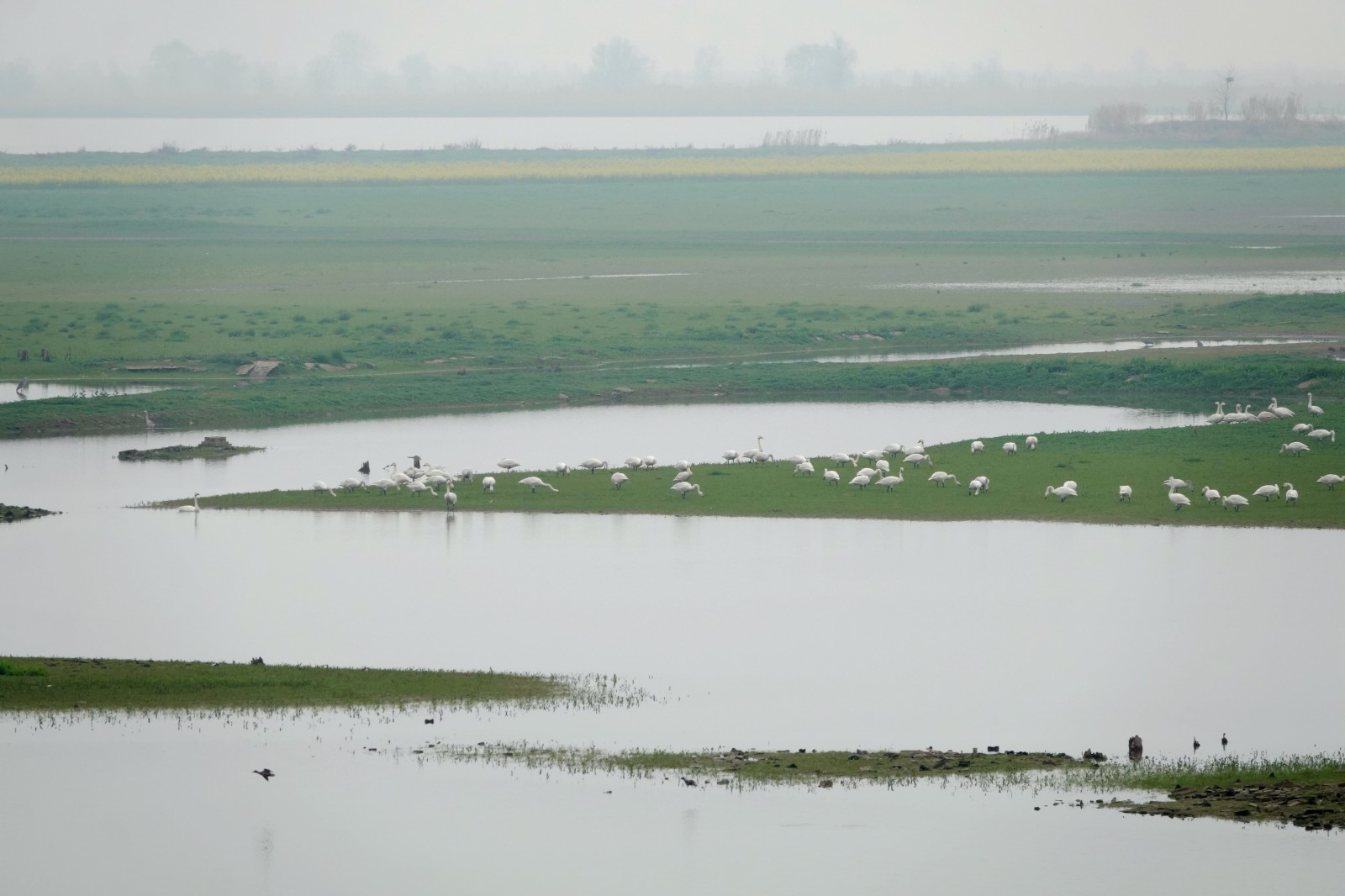 洞庭湖现“湿地草原” 数千只天鹅表演“踏青赏春”(图6)