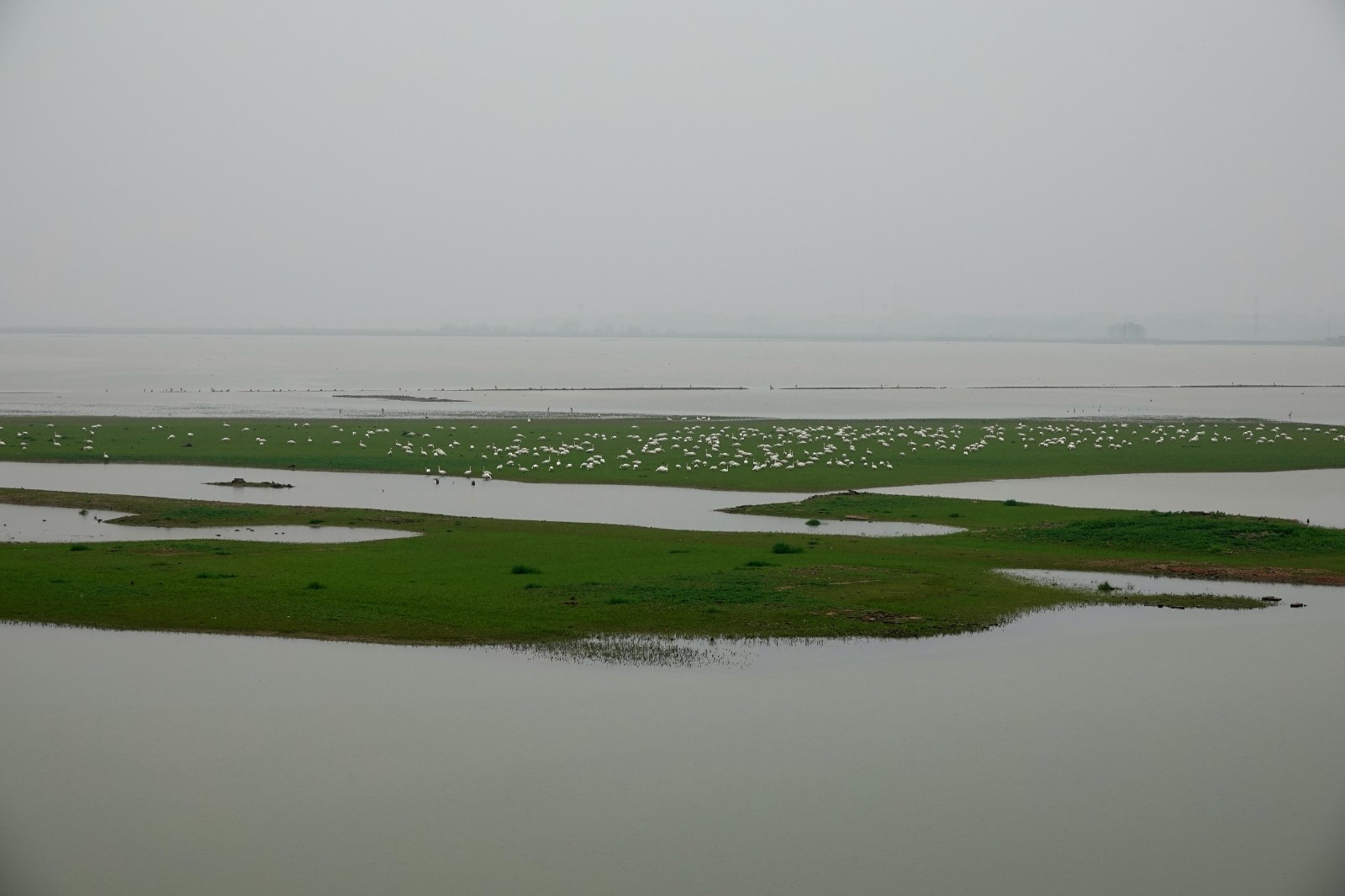 洞庭湖现“湿地草原” 数千只天鹅表演“踏青赏春”(图9)
