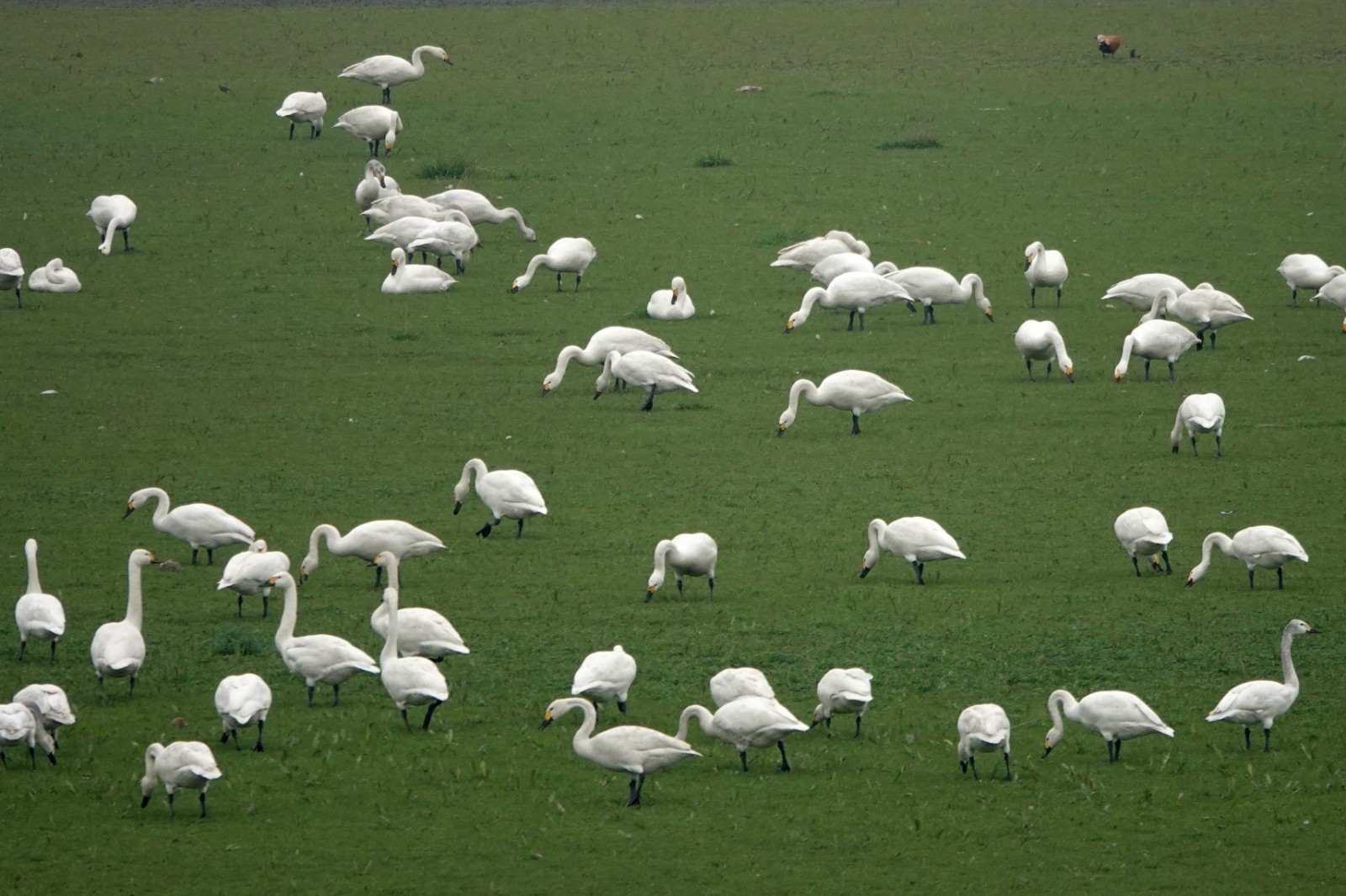 洞庭湖现“湿地草原” 数千只天鹅表演“踏青赏春”(图2)