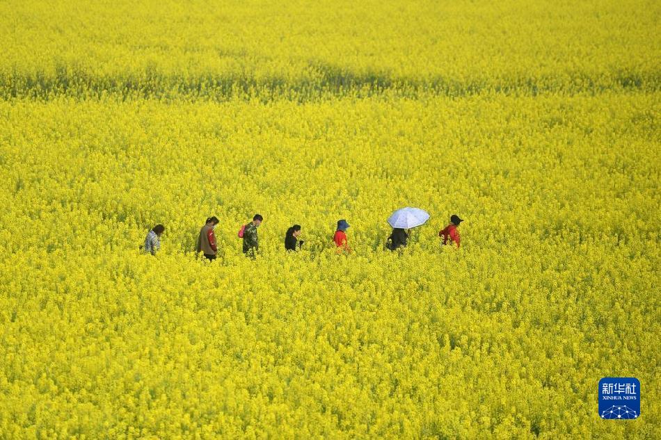 湖南常德：油菜花开迎客来