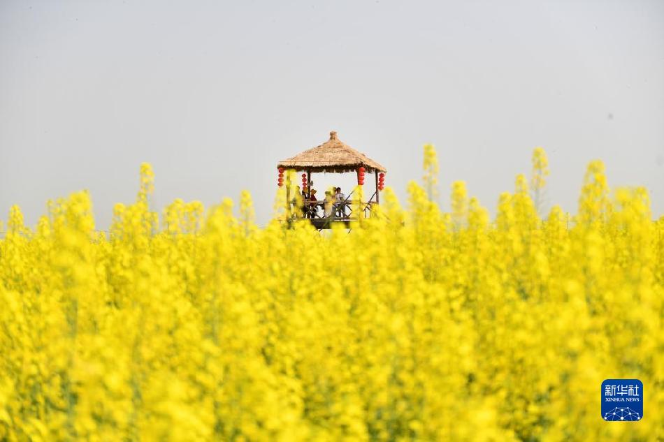 湖南常德:油菜花开迎客来(图4) 湖南常德:油菜花开迎客来(图4)