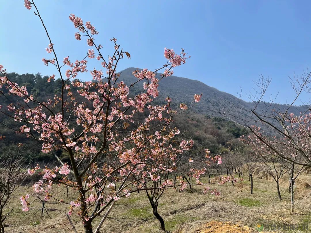 【周边游】确认过眼神,“樱花仙子”邀请您一站式游遍家乡醉美樱花打卡地(图7) 微信图片_20230209210732.jpg