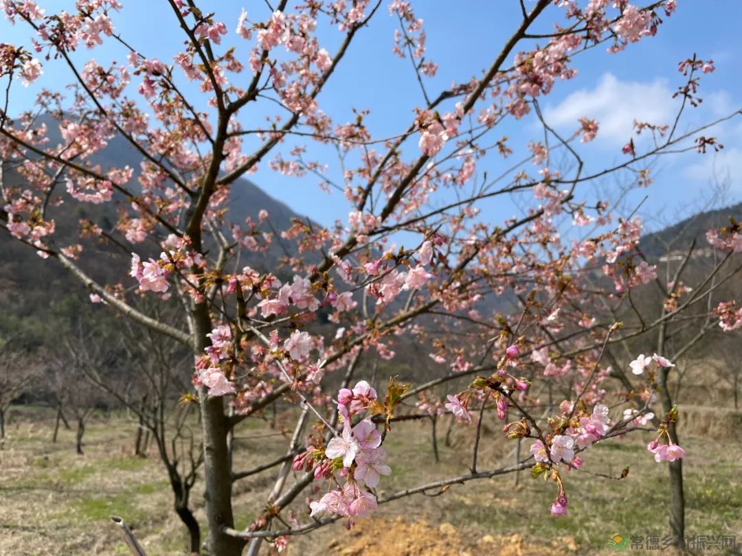 【周边游】确认过眼神,“樱花仙子”邀请您一站式游遍家乡醉美樱花打卡地(图8) 微信图片_20230209210747.jpg