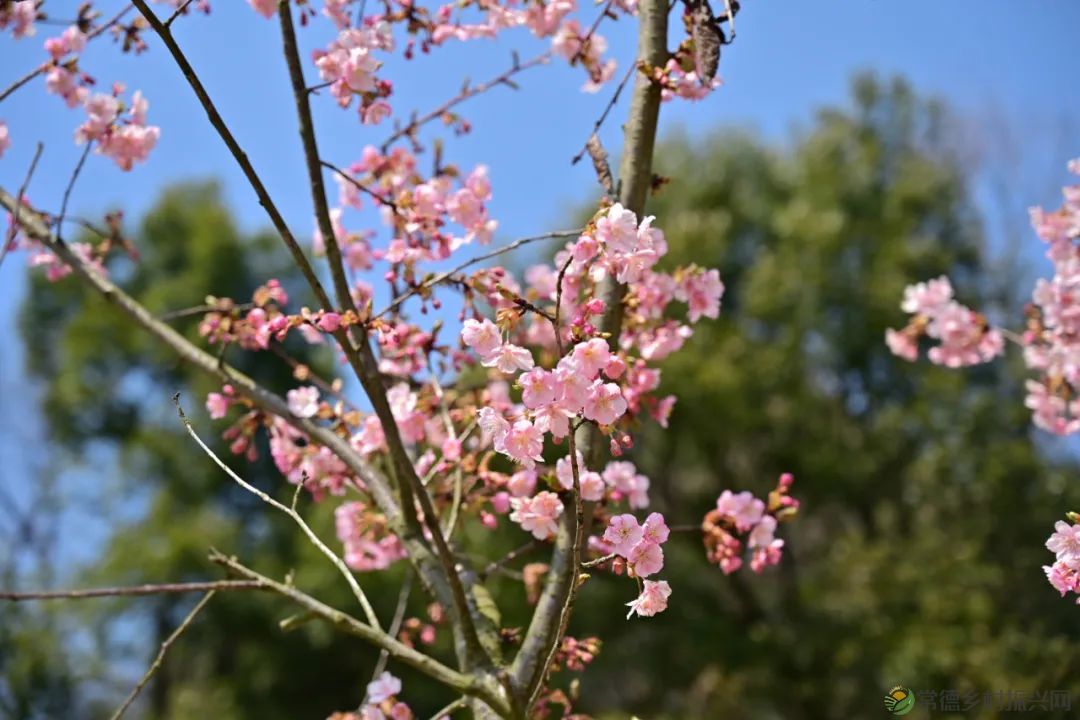 【周边游】确认过眼神,“樱花仙子”邀请您一站式游遍家乡醉美樱花打卡地(图9) 微信图片_20230209210810.jpg