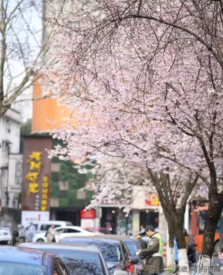 【周边游】确认过眼神,“樱花仙子”邀请您一站式游遍家乡醉美樱花打卡地(图20) 微信图片_20230209211043.jpg