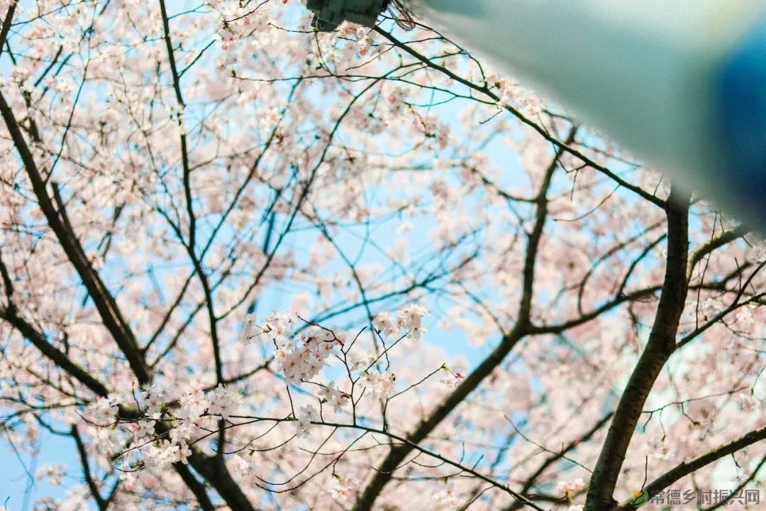 【周边游】确认过眼神,“樱花仙子”邀请您一站式游遍家乡醉美樱花打卡地(图24) 微信图片_20230209211207.jpg