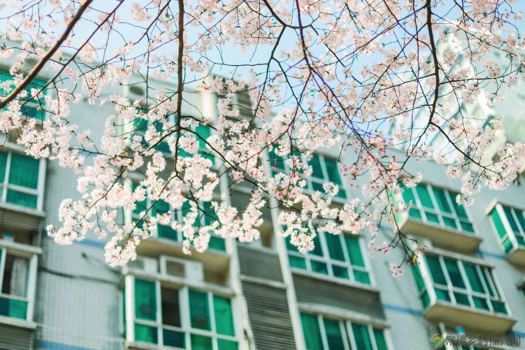 【周边游】确认过眼神,“樱花仙子”邀请您一站式游遍家乡醉美樱花打卡地(图22) 微信图片_20230209211209.jpg