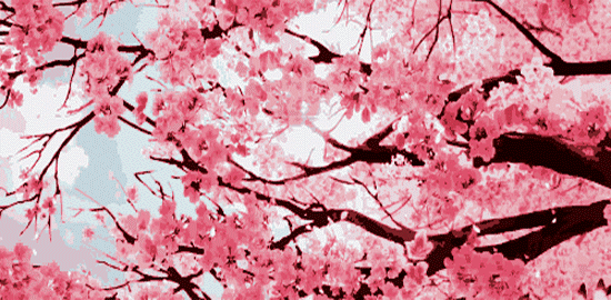 【周边游】确认过眼神,“樱花仙子”邀请您一站式游遍家乡醉美樱花打卡地(图3) 微信图片_20230209211658.gif