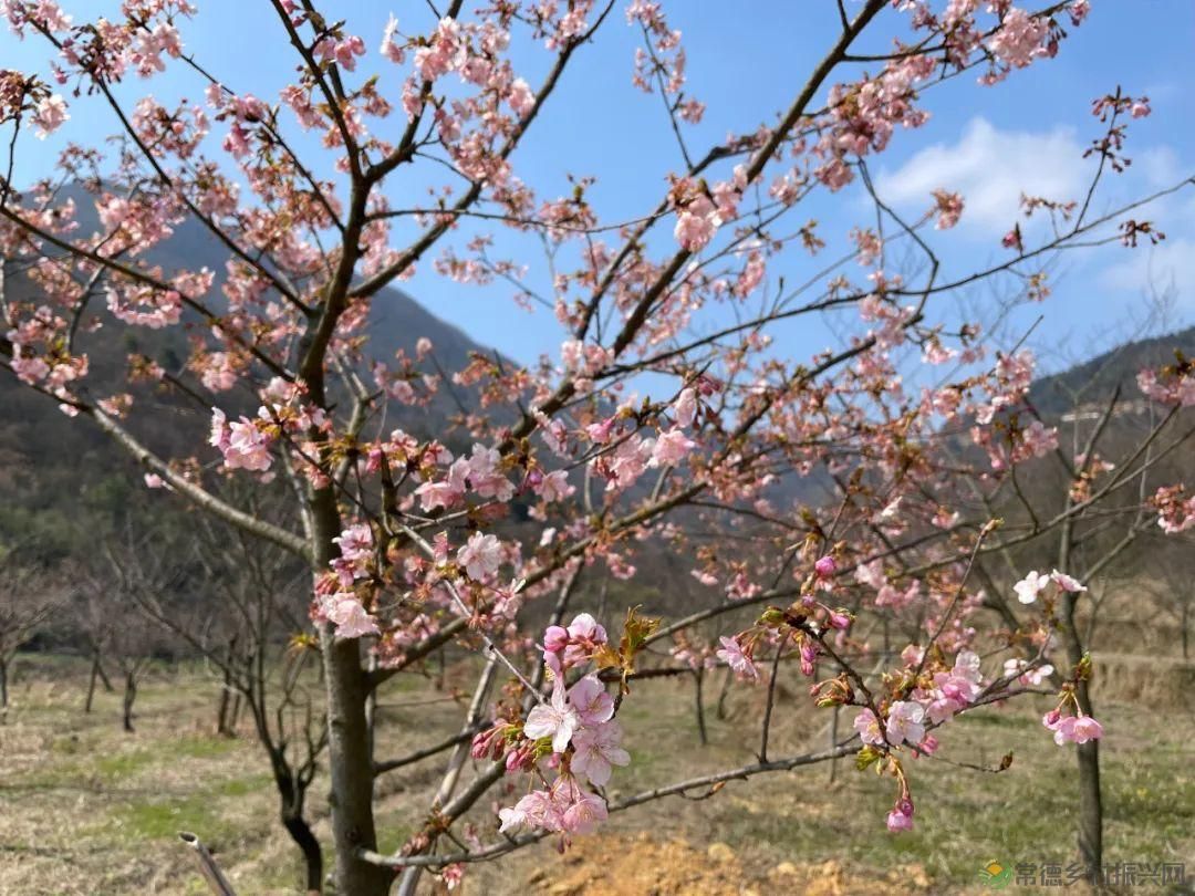 【寻美常德 · 茶】浮山野茗·一盏暖茶待君饮(图2)