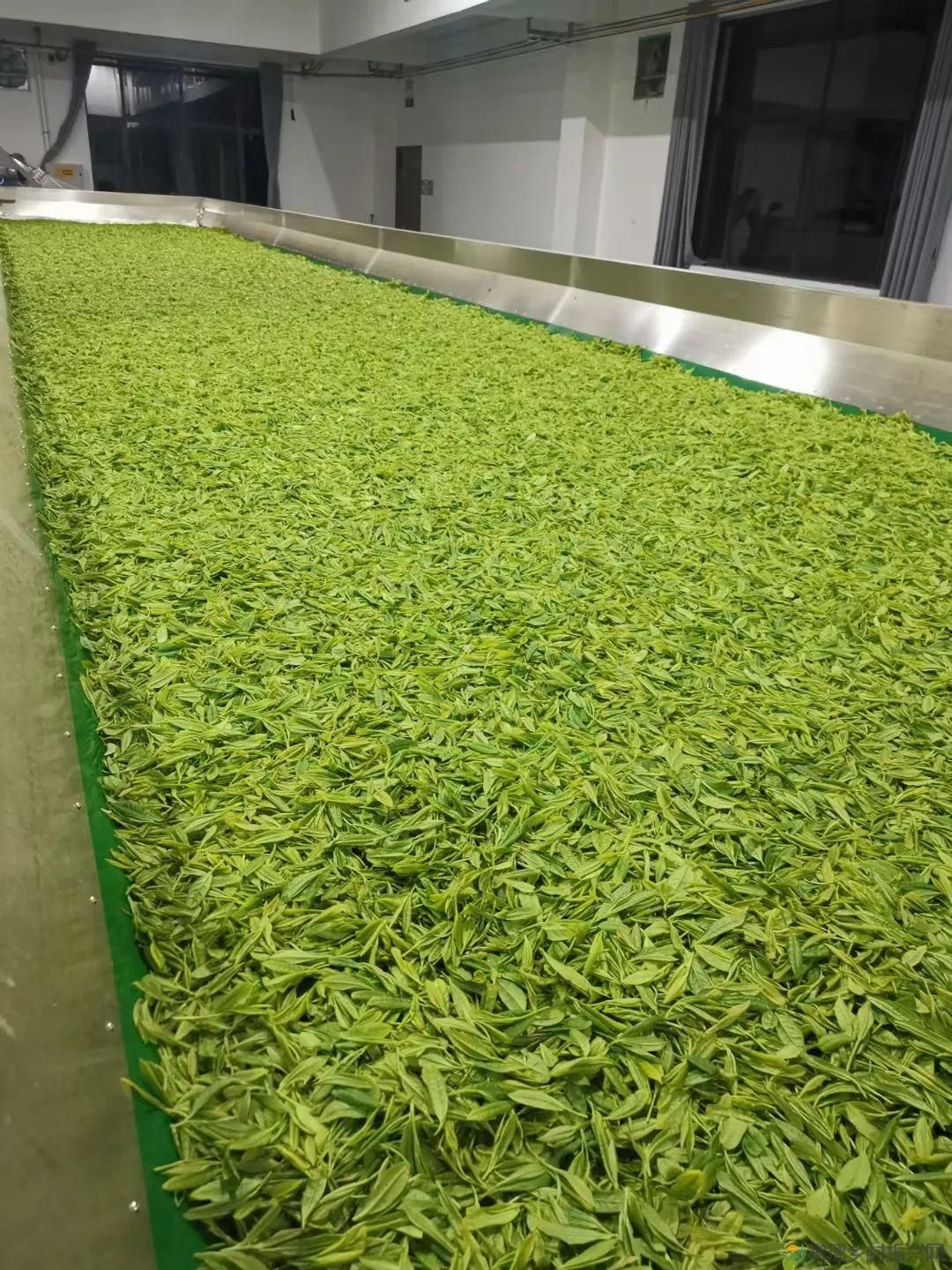 【寻美常德 · 茶】浮山野茗·一盏暖茶待君饮(图14)